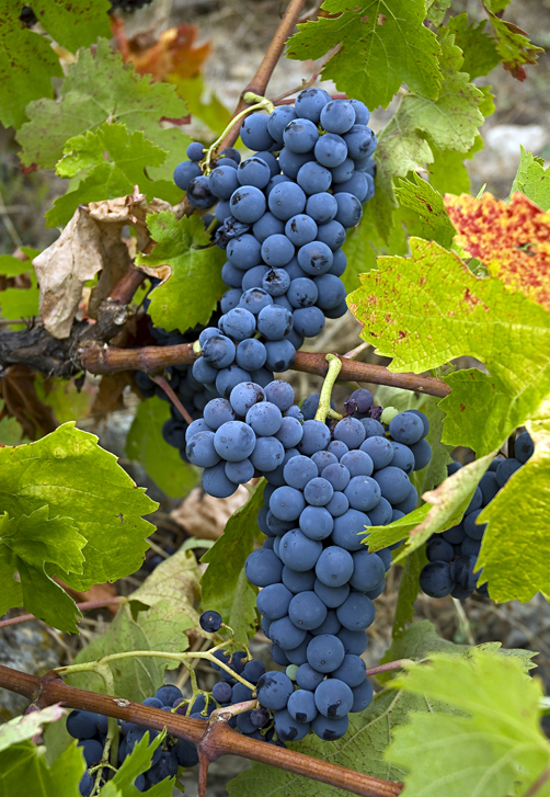 Viñedos Viñedos