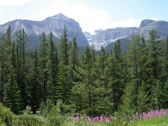 Opabin Pass. Yoho N.P. null