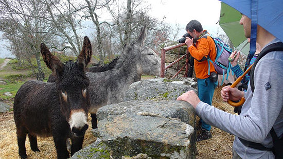 Burros de los Arribes null