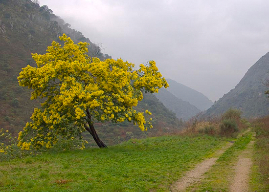 Camino de las Acenas null