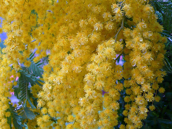 Flores de la mimosa null