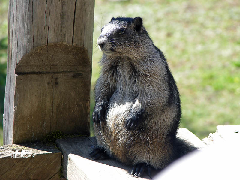 Marmota