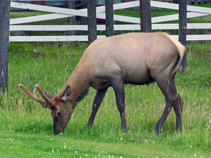 Elk en la ciudad de Jasper