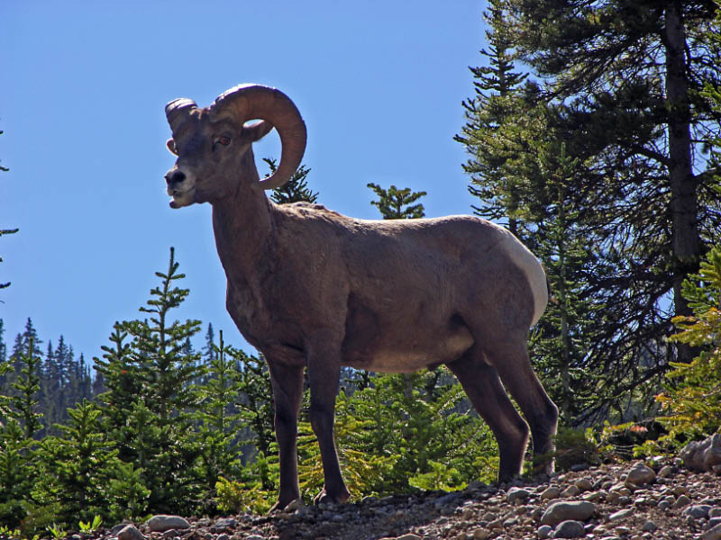 Bighorn en la carretera Columbia Icefield