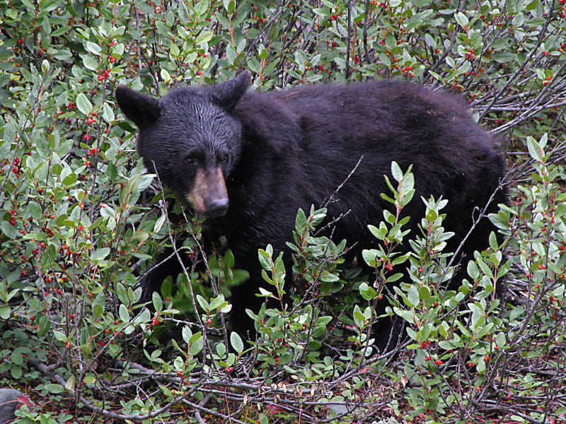 Oso comiendo bayas desde la autopista Icefield