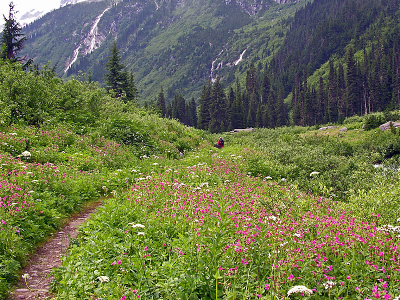 Asulkan valley en Glacier NP
