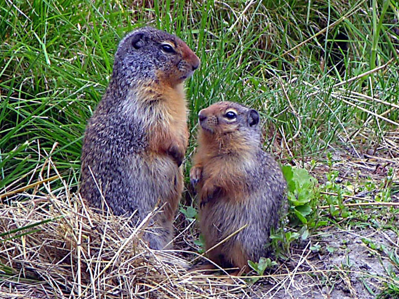 Dos ardillas en Glacier NP