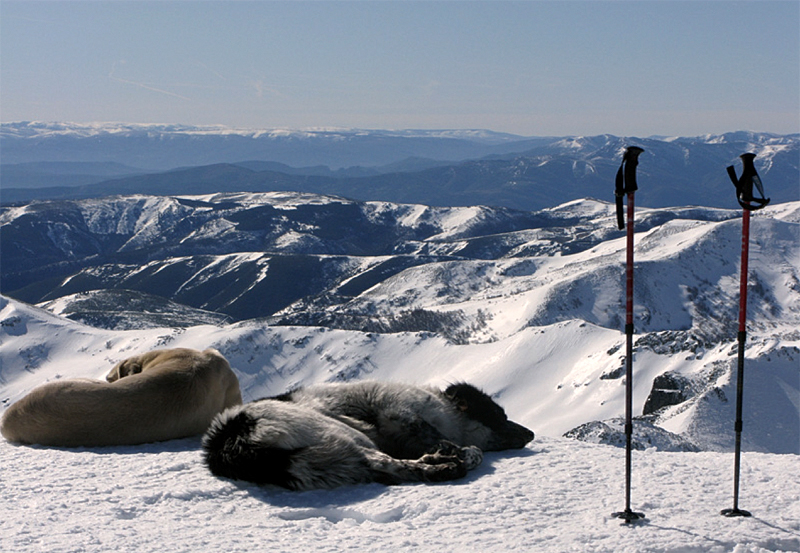null