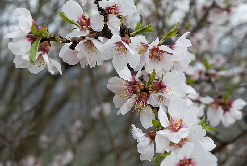 Almendros en floración Almendros en floración