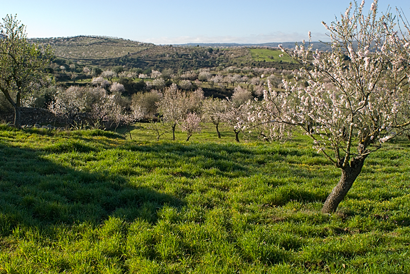 Campos de almendros la Fregeneda Campos de almendros la Fregeneda