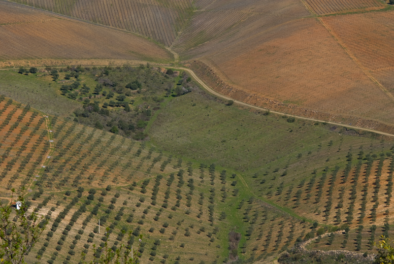 Campos de olivares y viñedos, Portugal