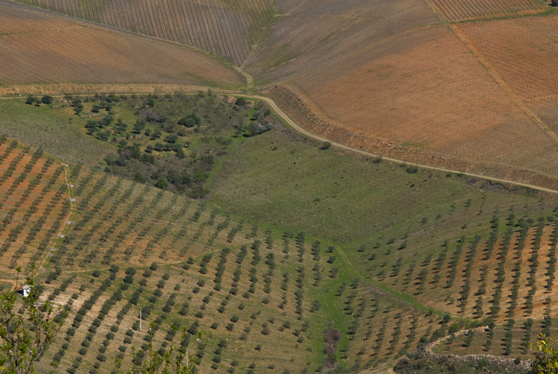 Campos de olivares y viñedos, Portugal Campos de olivares y viñedos, Portugal
