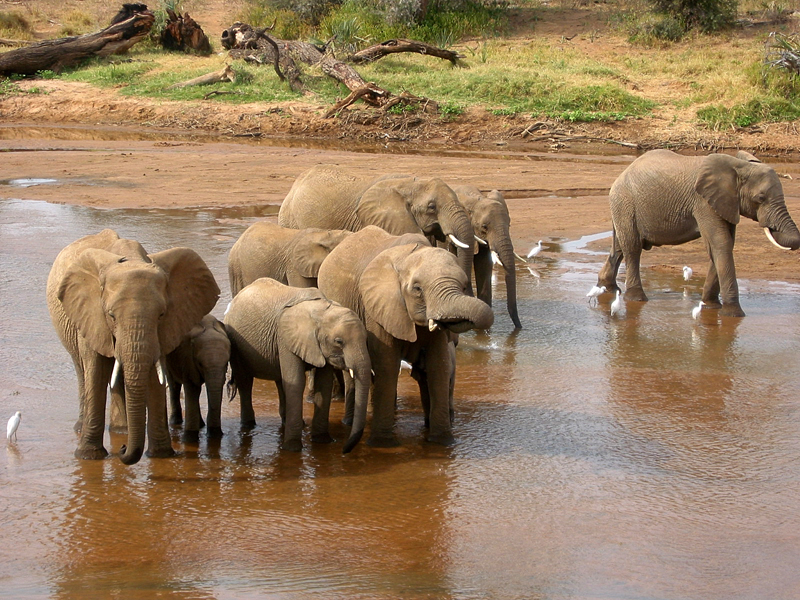 Elefantes de Kenia