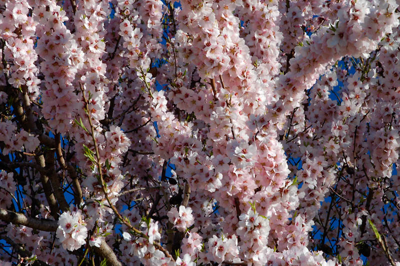 Almendros en flor Almendros en flor