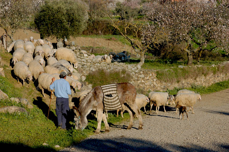 Pastoreando el rebaño Pastoreando el rebaño