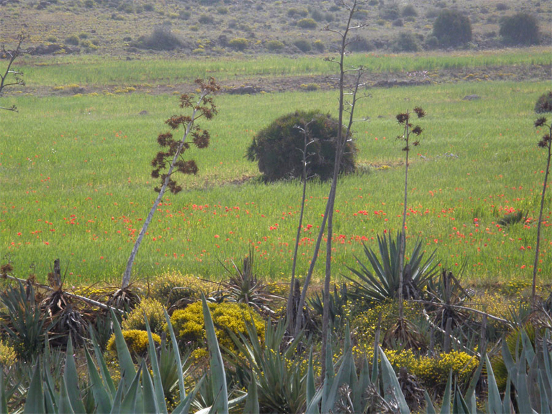 Campos de cereal, Cabo de Gata