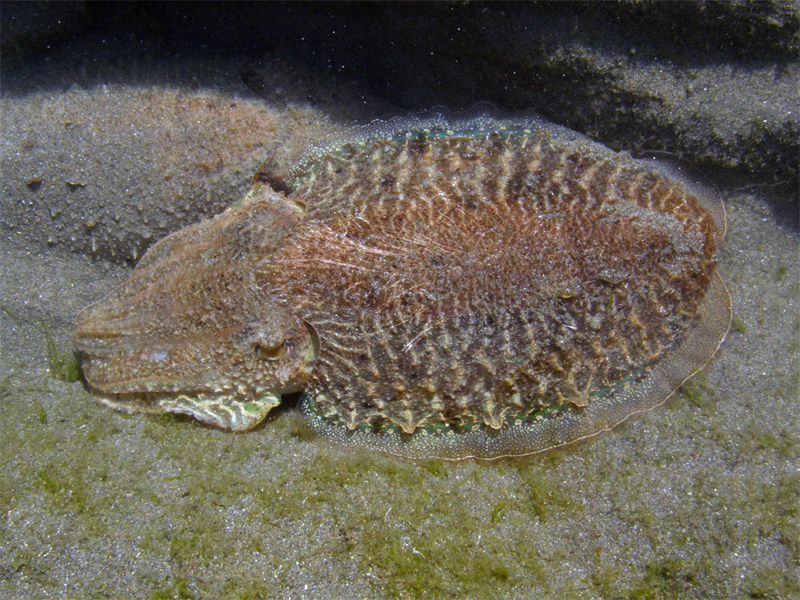 Fauna marina, Cabo de Gata