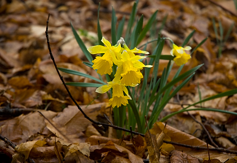 Narciso en el valle del Ambroz, Cáceres Narciso en el valle del Ambroz, Cáceres