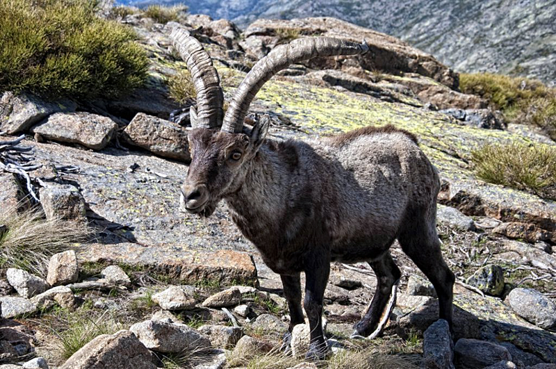 Macho montes en la sierra de Gredos, Ávila Macho montes en la sierra de Gredos, Ávila