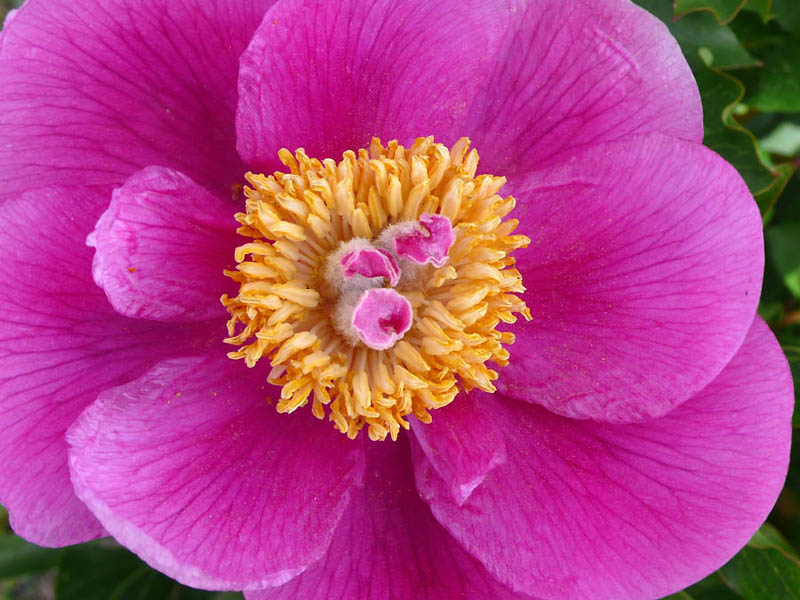 Peonia Peonia