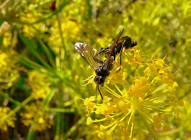 Avispas recolectando el polen 