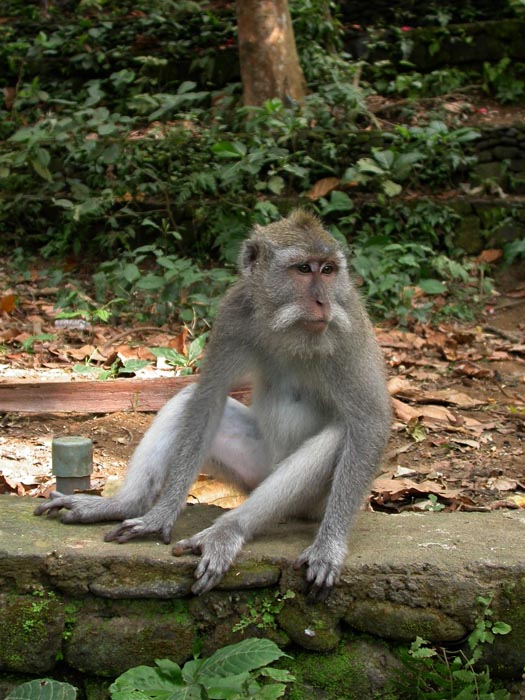 Macaca fascicularis. Bosque de los Monos