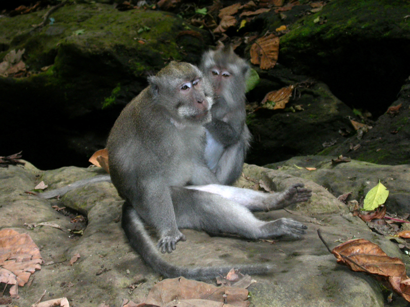  Macaca fascicularis. Bosque de los Monos