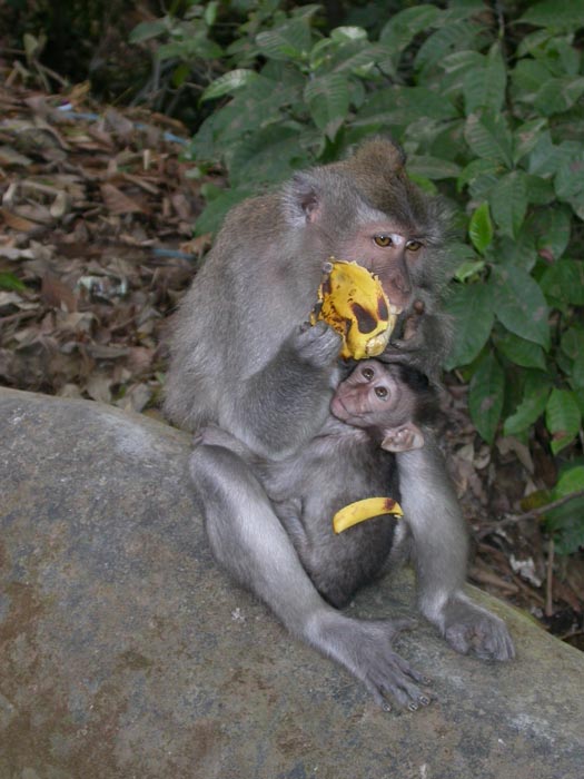 Macaca fascicularis. Bosque de los Monos