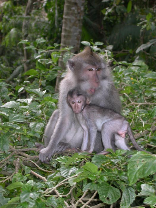  Macaca fascicularis. Bosque de los Monos