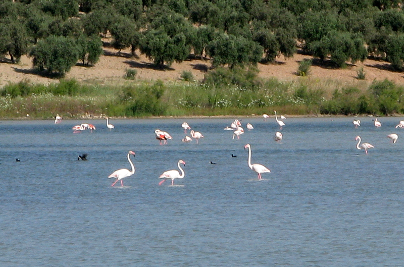 Ruta del Califato Ruta del Califato