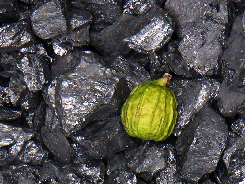 Carbón Mineral, Calabaza 
