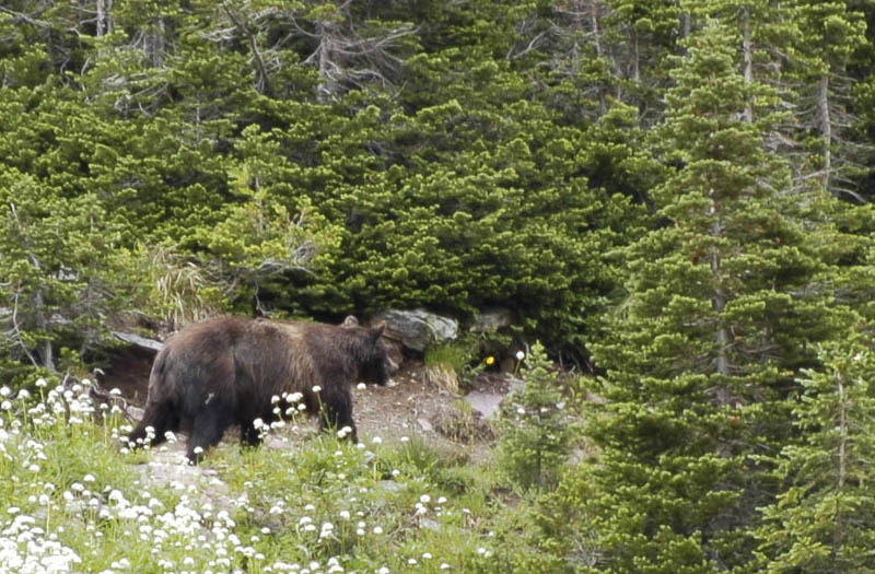Glaciers Grizzly