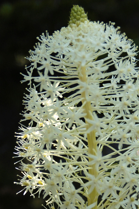 Waterton Bear grass