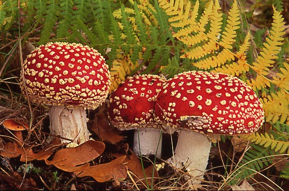 A. musacaria