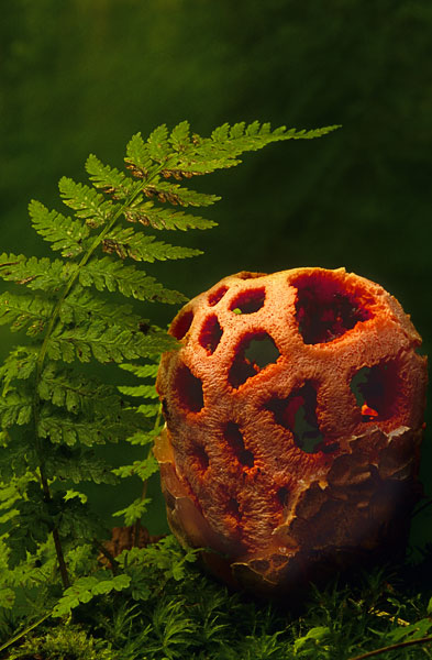 Clathrus ruber