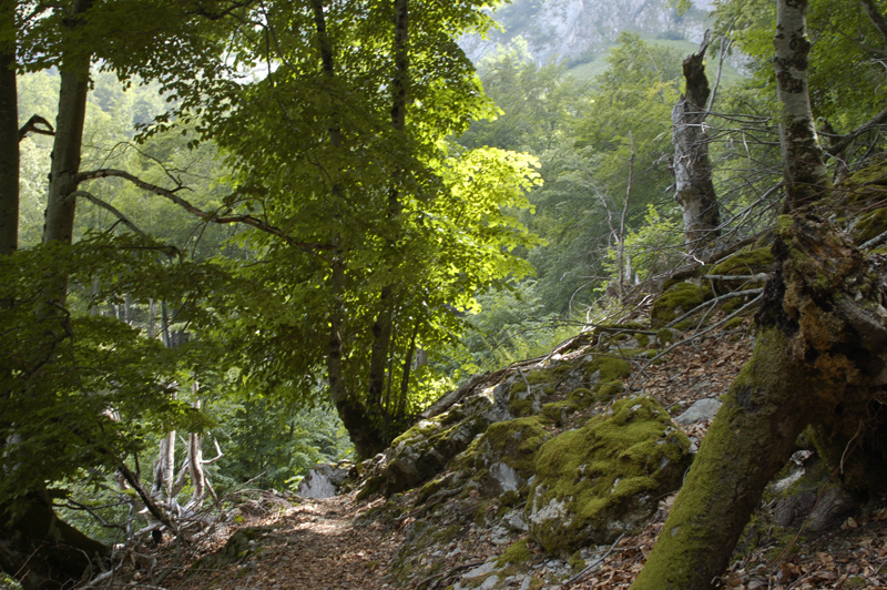 Bosque de Corona Bosque de Corona