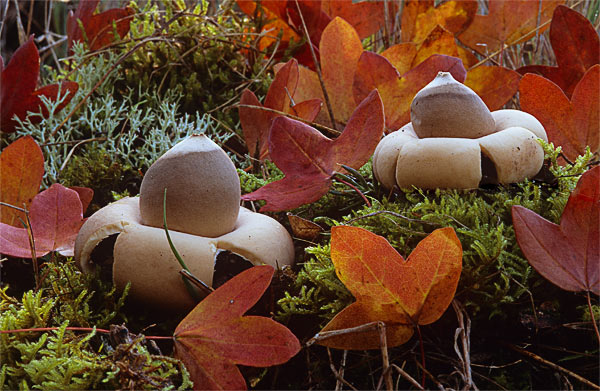 Geastrum saccatum