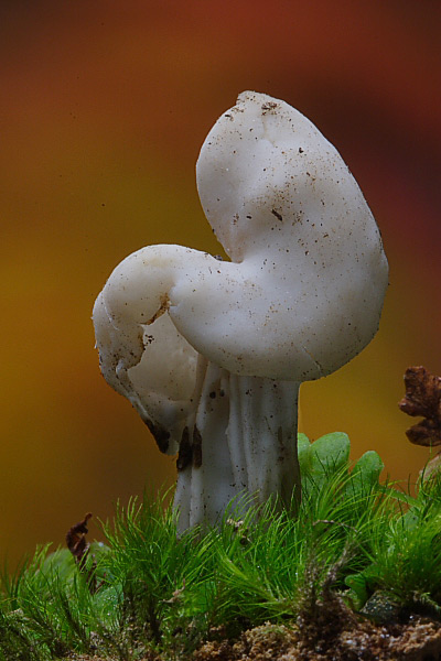 Helvella-lactea