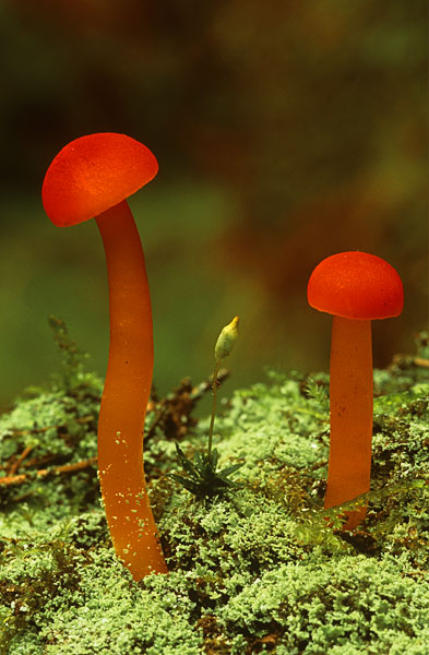 Hygrocybe