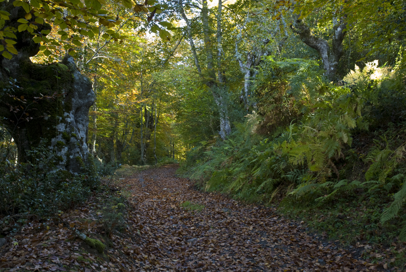 Ruta de Capozo Ruta de Capozo