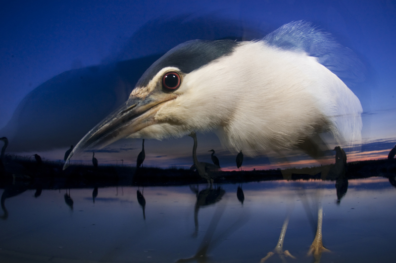 Cat5.bmate.ghost_heron-big.jpg Cat5.bmate.ghost_heron-big.jpg