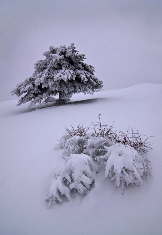 Ernesto sofos snow in silence Ernesto sofos snow in silence