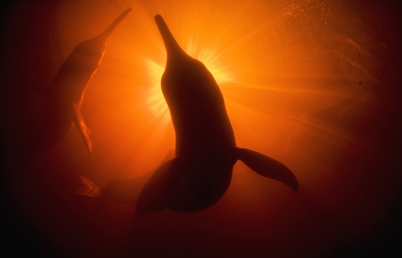 Amazon River Dolphins (Inia geoffrensis) Underwater,Rio Negro, A Amazon River Dolphins (Inia geoffrensis) Underwater,Rio Negro, A