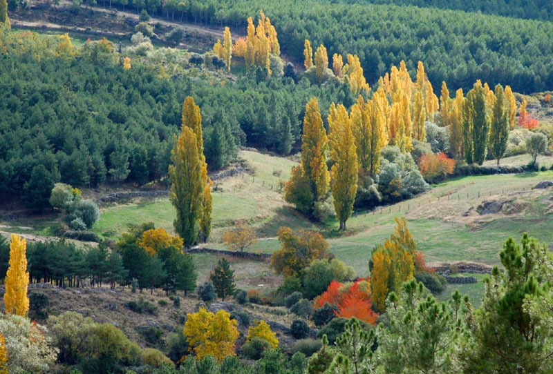 Chopos en otoño