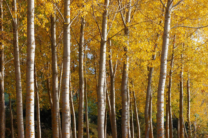 Otoño en los páramos de Castilla