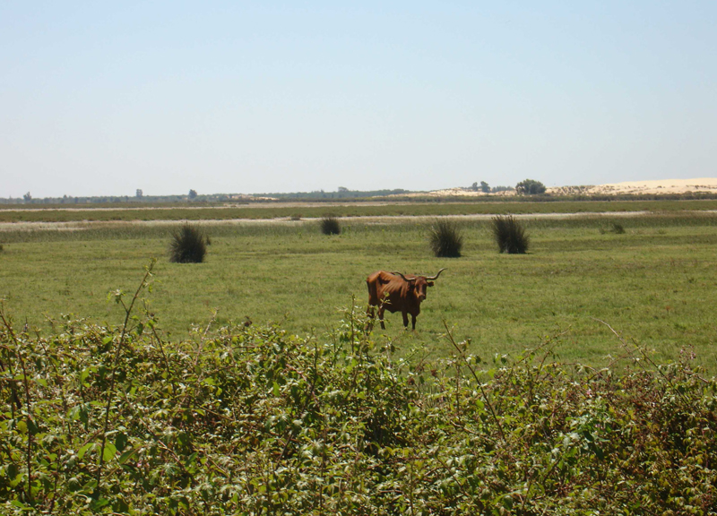 Vacas autóstonas