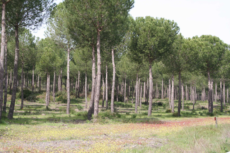 Pinares de Aznalcázar