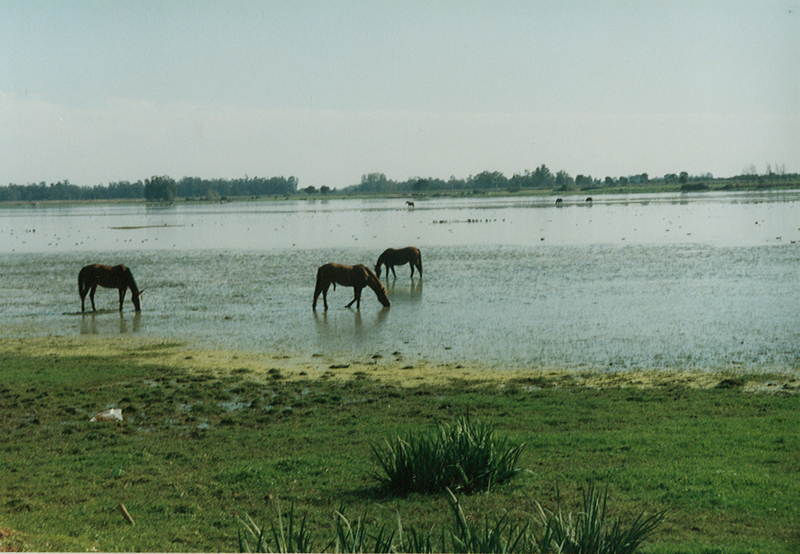 Caballitos