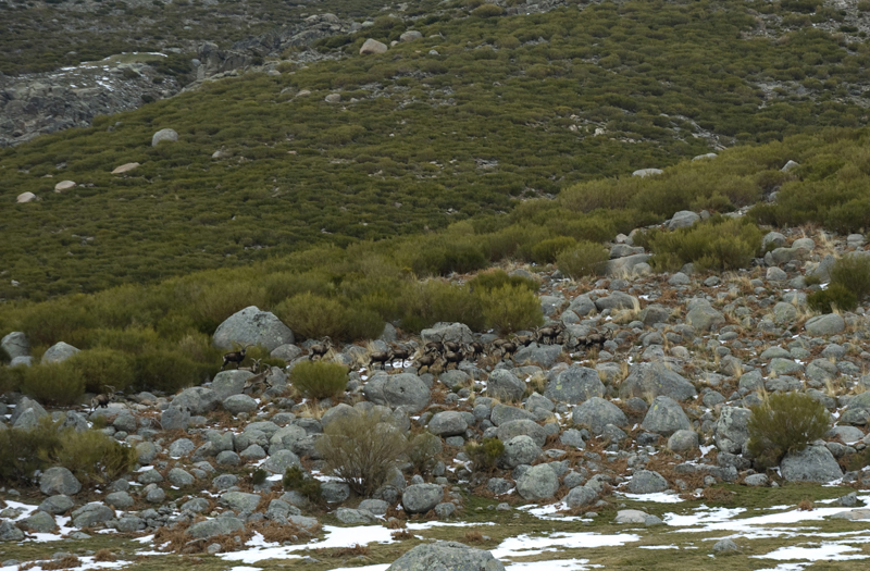 Cabras monteses