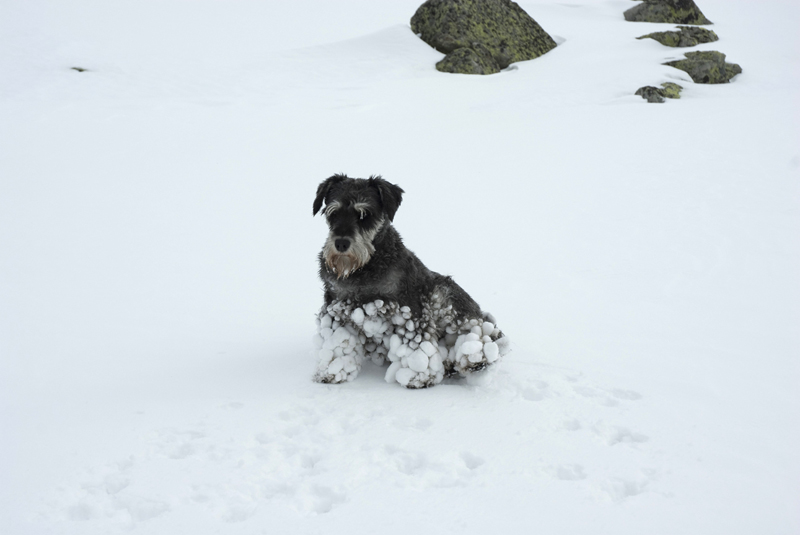 Lyra (perro pedrolo)